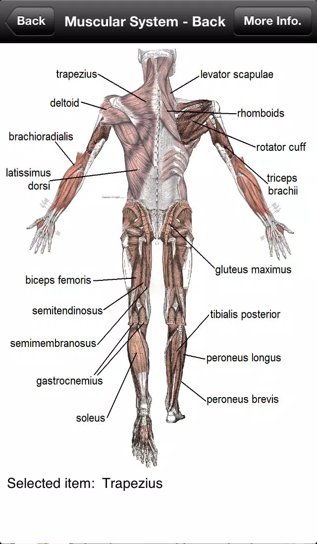 Human Anatomy! سکرین شاٹس