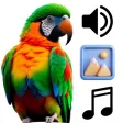 Parrot Sounds & 4K Wallpapers