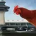 Chicken Airport