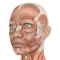 HumanAr Anatomy