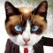 Animal Face - Cat stickers for your photos and more