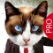 Animal Face Pro - Cat stickers for your photos and more