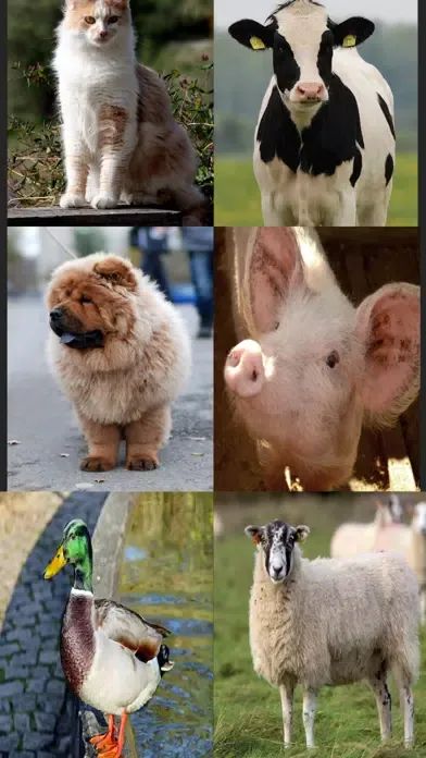 تصاویر Merlins Animal Sound Board