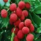 Exotic Fruits Wiki