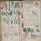 Voynich Manuscript!