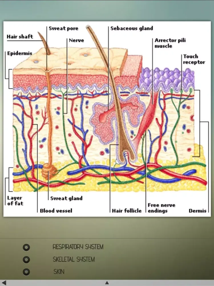 Human Body Details iPad  स्क्रीनशॉट