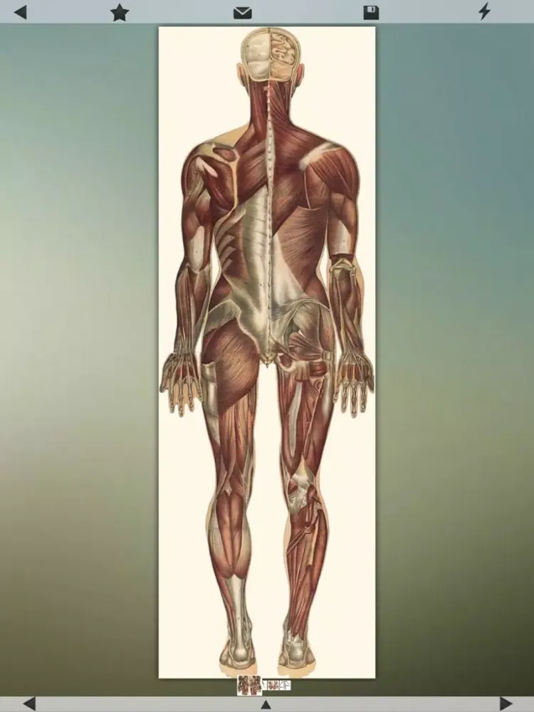 Human Body Details iPad  स्क्रीनशॉट