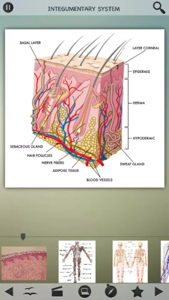 Human Body Details स्क्रीनशॉट