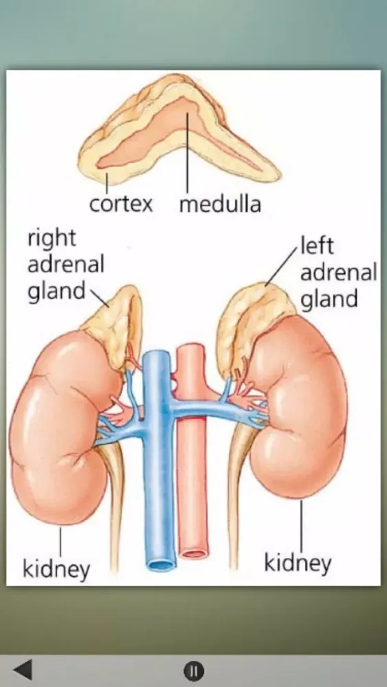 Human Body Details स्क्रीनशॉट