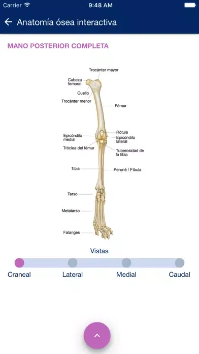 Ảnh chụp màn hình của SemioCanis