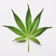 Medical Marijuana Guide + Quiz