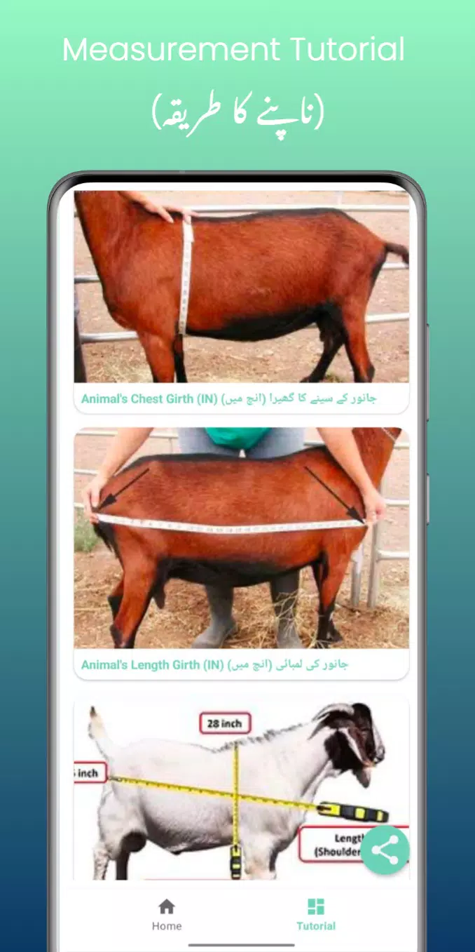 Live Animal Weight Calculator Screenshots4