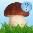 Guess Mushroom Guess Mushroom