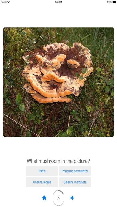 Zrzuty ekranu Guess Mushroom