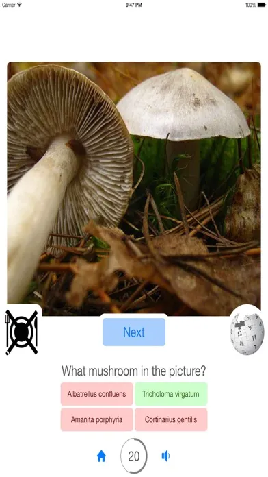 Zrzuty ekranu Guess Mushroom