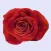 Delightful Roses