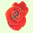 Rascal Roses Rascal Roses