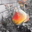 Alive Color Accent!