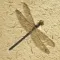 Butterfly Collection+