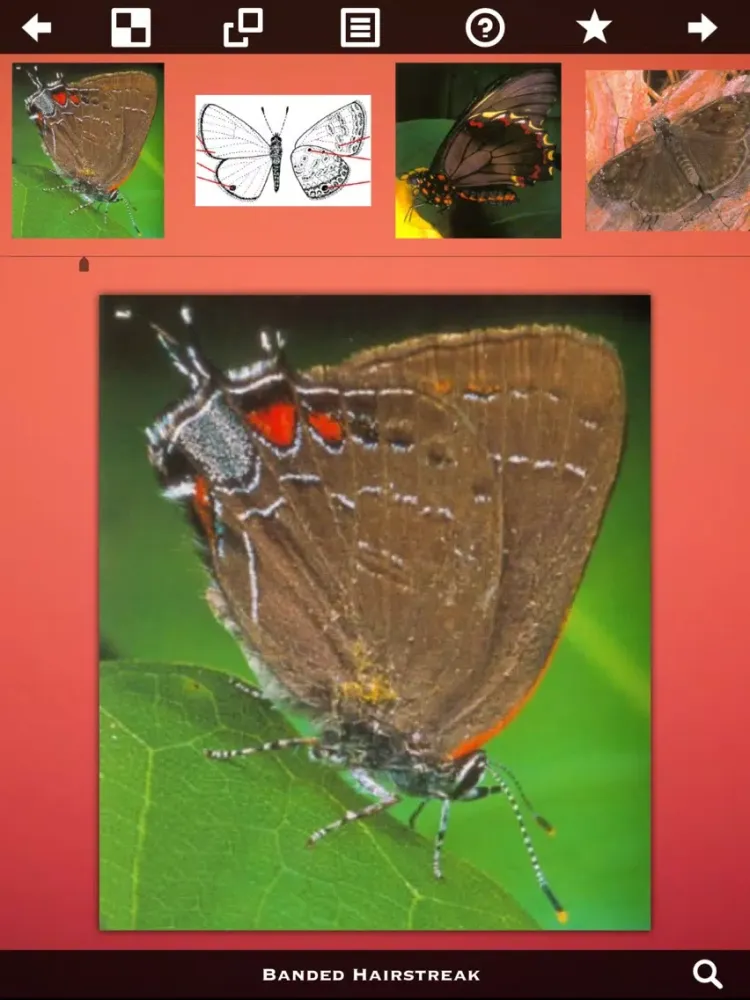 Butterfly Collection+ iPad  스크린샷