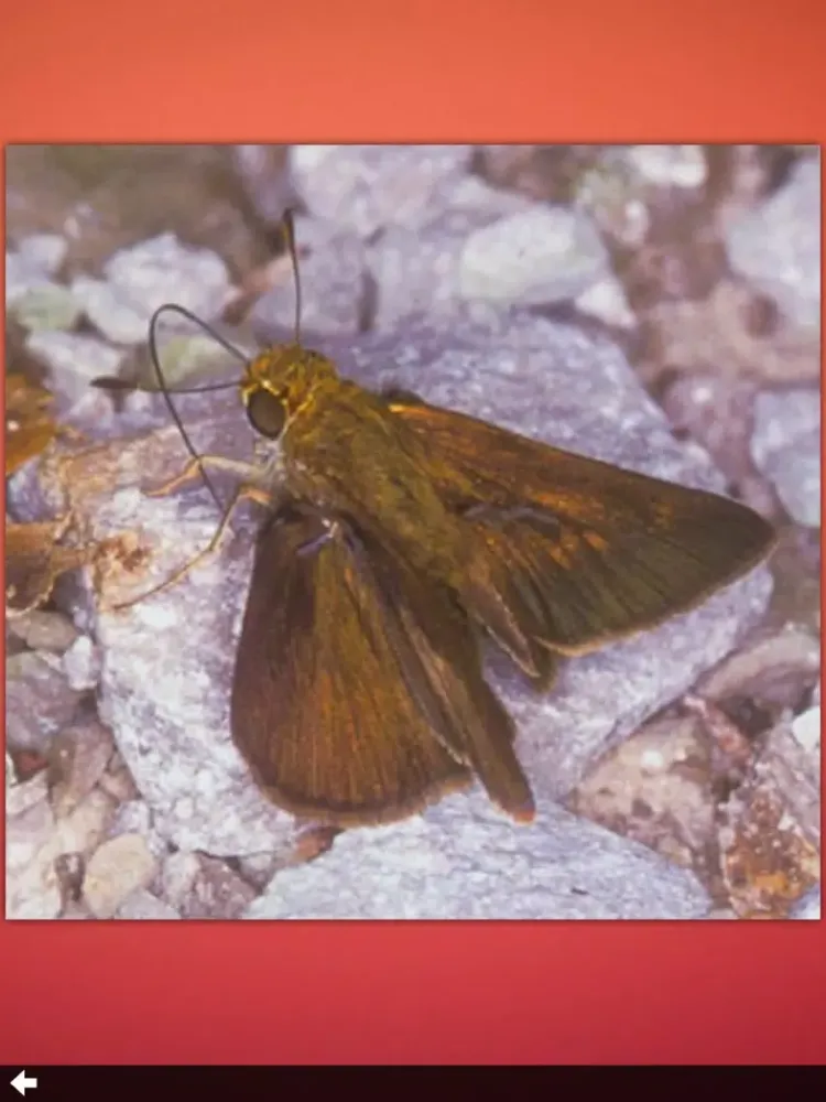 Butterfly Collection+ iPad  스크린샷