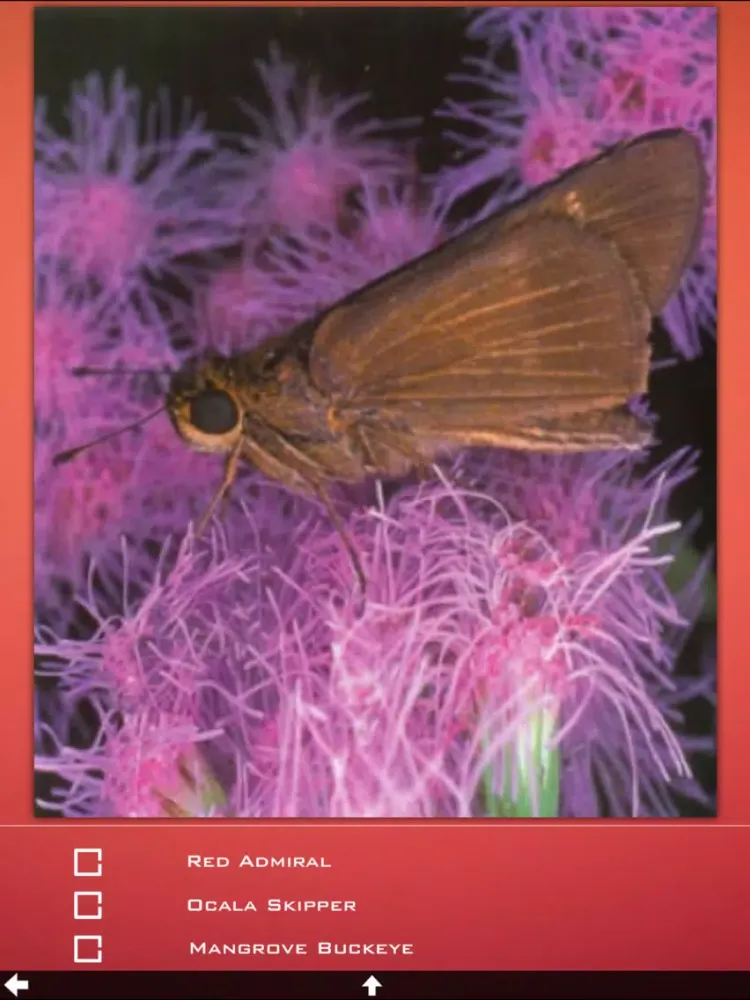 Butterfly Collection+ iPad  스크린샷