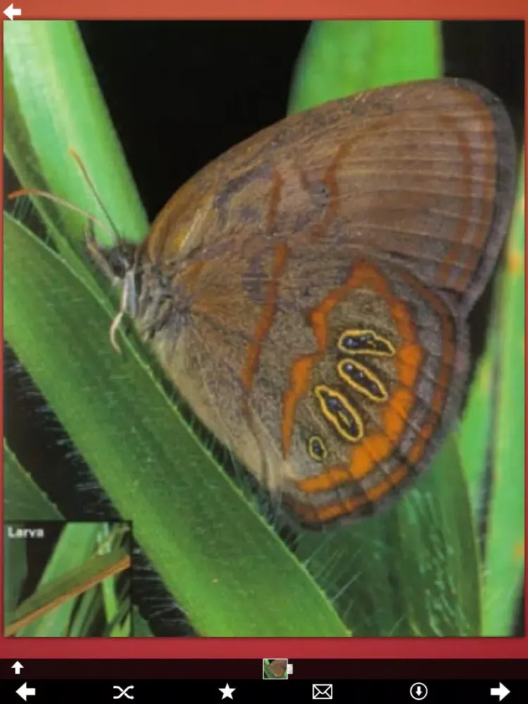 Butterfly Collection+ iPad  스크린샷