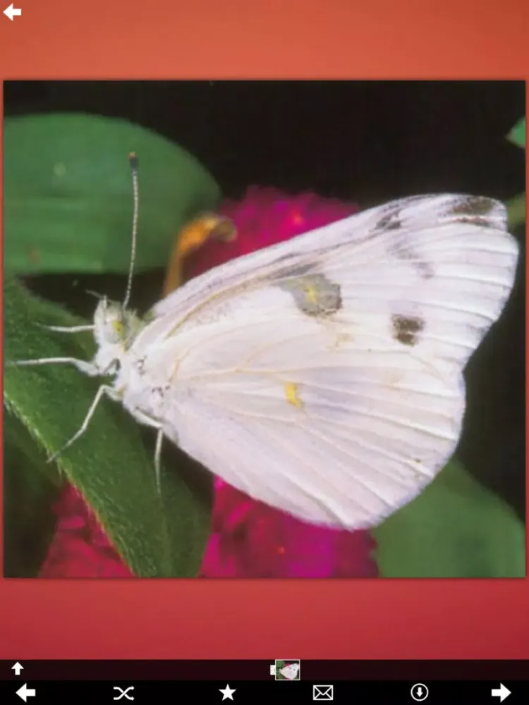 Butterfly Collection+ iPad  스크린샷