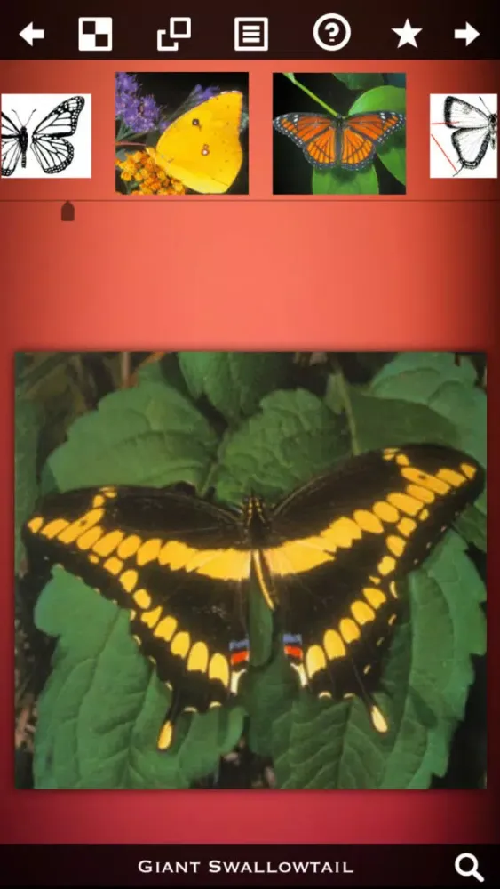 Butterfly Collection+ 스크린샷