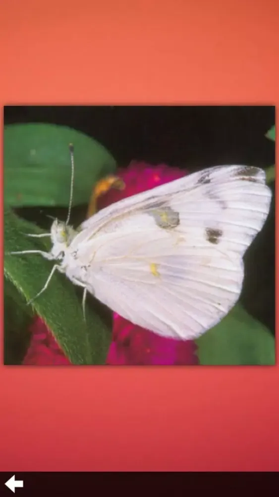 Butterfly Collection+ 스크린샷