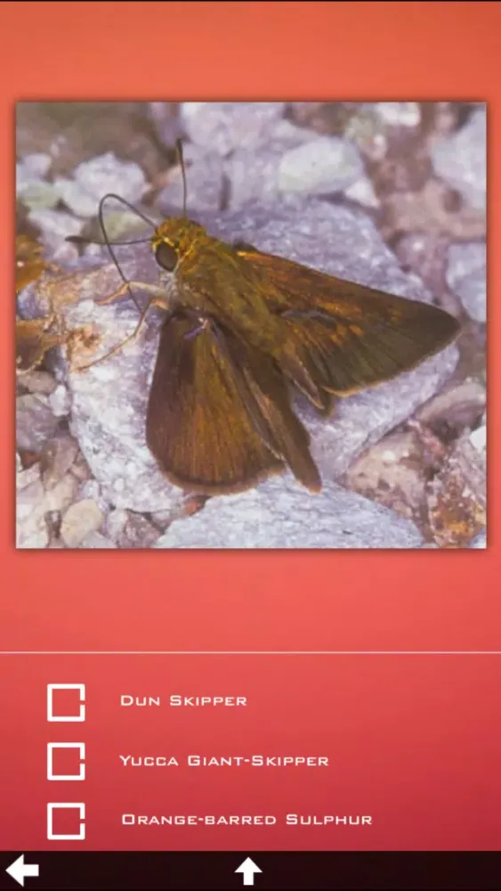 Butterfly Collection+ 스크린샷