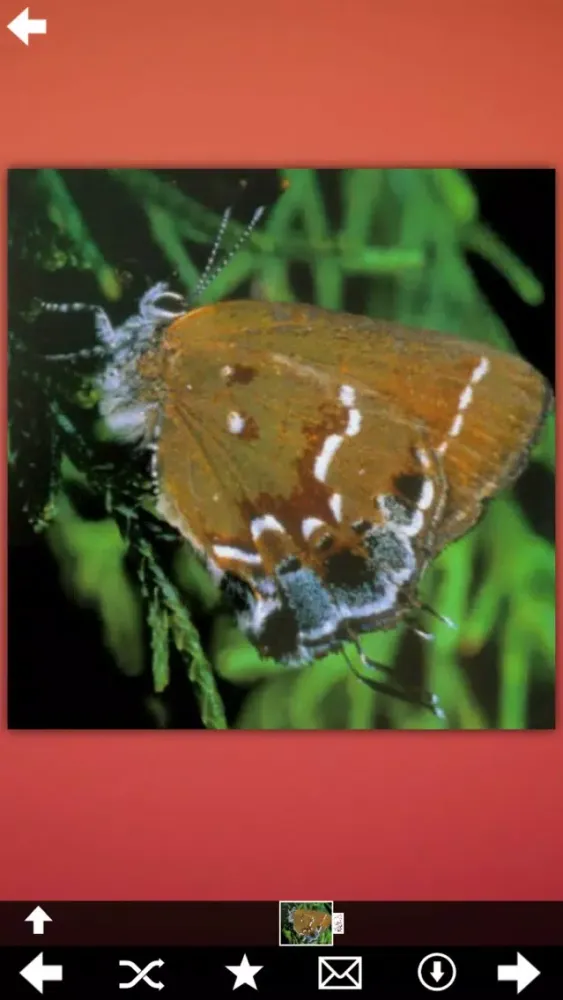 Butterfly Collection+ 스크린샷