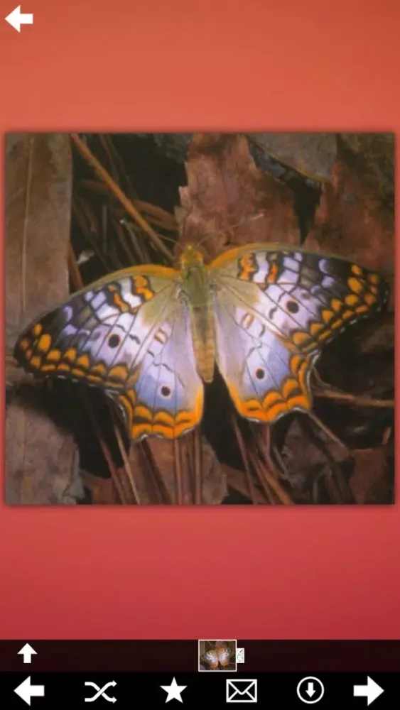 Butterfly Collection+ 스크린샷