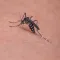 Zika Virus Kit