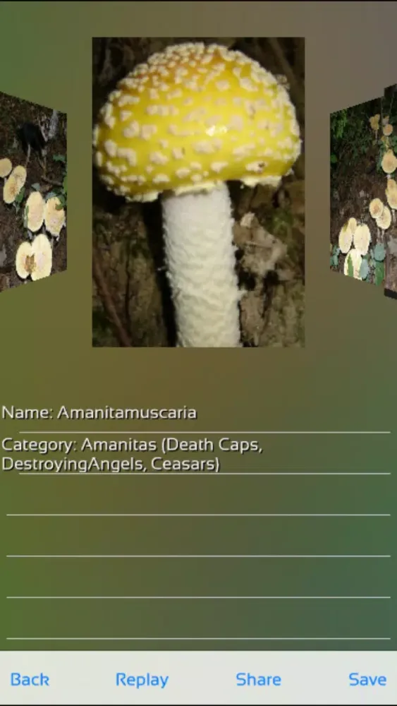 Mushrooms Puzzles應用截圖