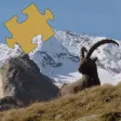 Animals - Amazing Puzzle