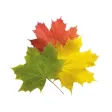 Nature Stickers Pack