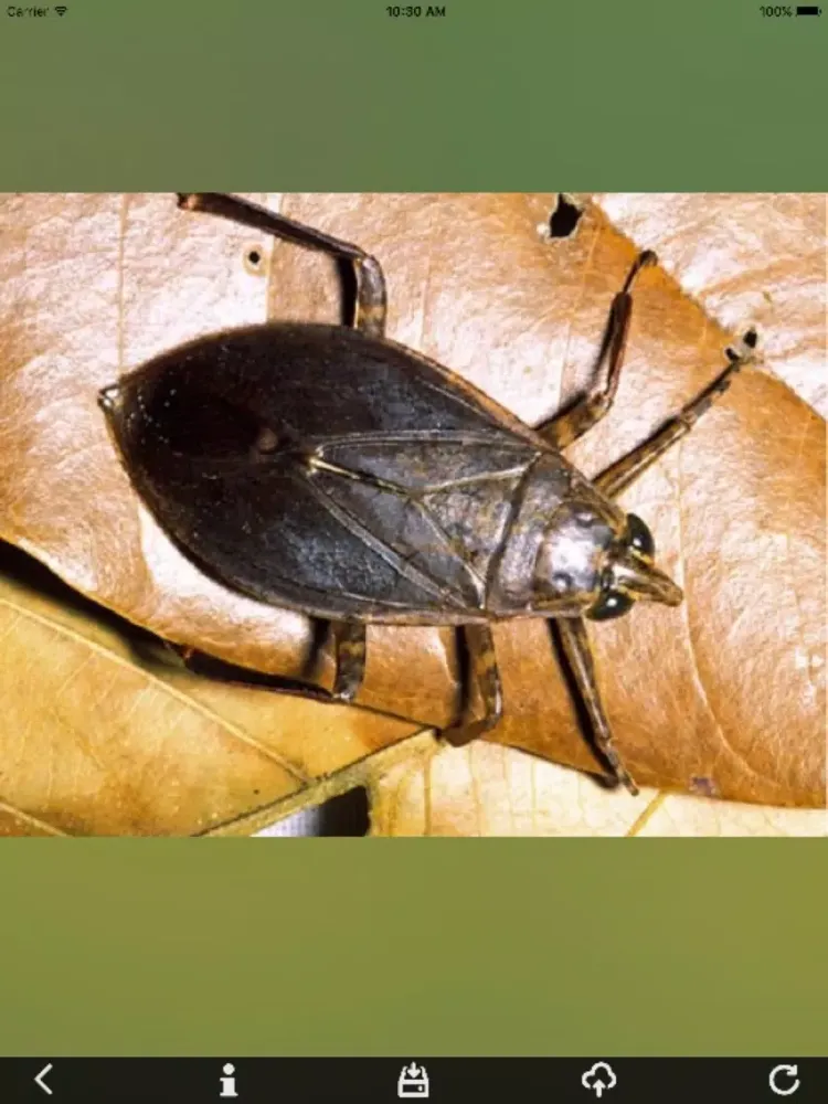 تصاویر Insects Best Puzzles iPad 