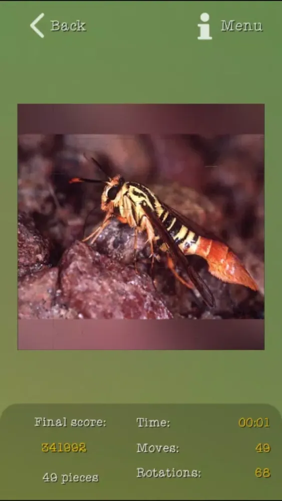 تصاویر Insects Best Puzzles