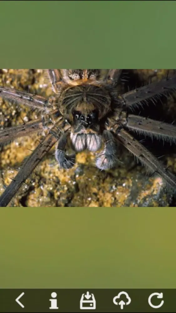 تصاویر Insects Best Puzzles