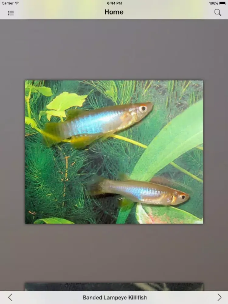 Fish Fresh Water Info iPad  स्क्रीनशॉट