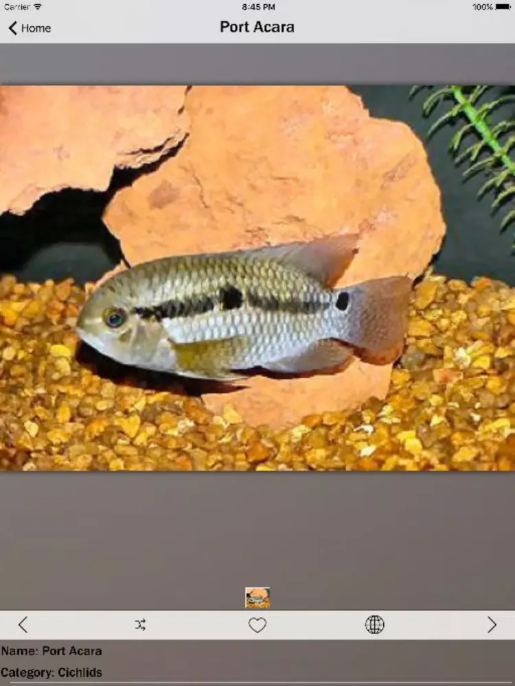 Fish Fresh Water Info iPad  स्क्रीनशॉट