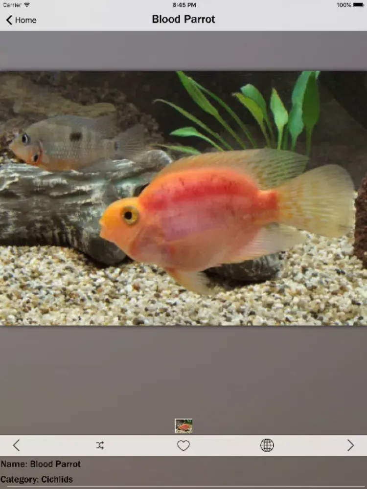 Fish Fresh Water Info iPad  स्क्रीनशॉट