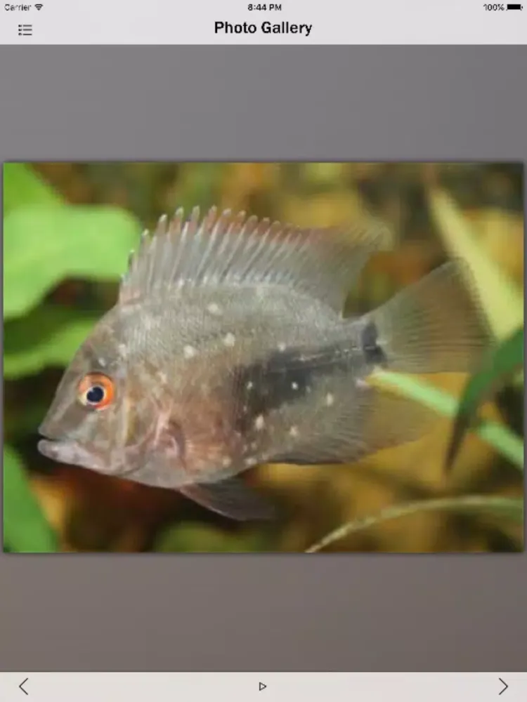 Fish Fresh Water Info iPad  स्क्रीनशॉट
