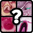 Tooth Development Quiz