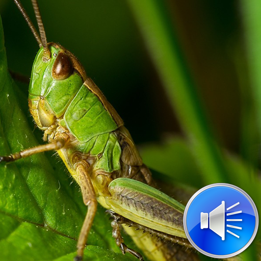 Grasshoper Sounds Ringtones