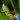 Grasshoper Sounds Ringtones