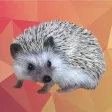 Quill the Hedgehog Quill the Hedgehog