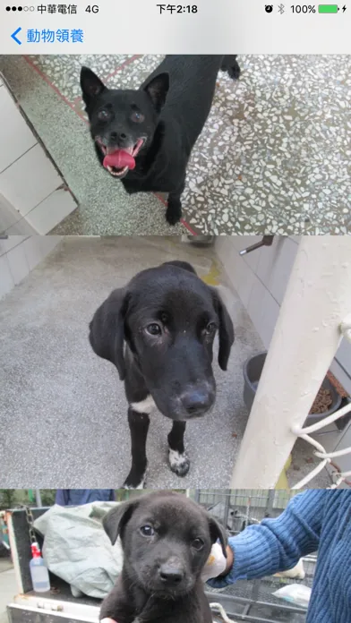 Capturas de tela do 動物領養－AnimalAdoption