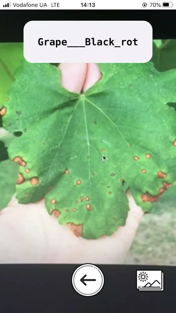 Leafy - Scan Leaf disease应用截图